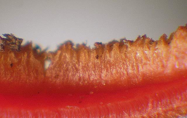 Nel  Regno  della  Jurana